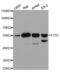 ETS Proto-Oncogene 1, Transcription Factor antibody, AHP2463, Bio-Rad (formerly AbD Serotec) , Western Blot image 