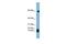 Statherin antibody, GTX47081, GeneTex, Western Blot image 