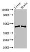 Sirtuin 3 antibody, orb52150, Biorbyt, Western Blot image 