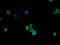 Collagen Type IV Alpha 1 Chain antibody, A54149-100, Epigentek, Immunofluorescence image 