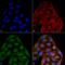 CD74 antibody, LS-C773487, Lifespan Biosciences, Immunocytochemistry image 