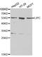 Hepatic triacylglycerol lipase antibody, MBS127689, MyBioSource, Western Blot image 