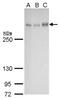 ATRX Chromatin Remodeler antibody, NBP2-43599, Novus Biologicals, Western Blot image 