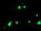 Hsp70-binding protein 1 antibody, TA503554, Origene, Immunofluorescence image 