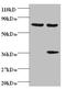 Heterogeneous nuclear ribonucleoprotein Q antibody, A51796-100, Epigentek, Western Blot image 