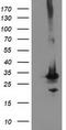 Phenylethanolamine N-Methyltransferase antibody, TA502821, Origene, Western Blot image 
