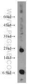 Eotaxin-1 antibody, 11786-1-AP, Proteintech Group, Western Blot image 