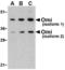 Serine protease HTRA2, mitochondrial antibody, TA306111, Origene, Western Blot image 