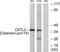 Cathepsin V antibody, TA313712, Origene, Western Blot image 