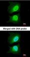 Exp2 antibody, orb73700, Biorbyt, Immunofluorescence image 