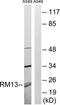 Mitochondrial Ribosomal Protein L13 antibody, TA315390, Origene, Western Blot image 