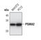 Proteasome Subunit Alpha 2 antibody, PA5-17294, Invitrogen Antibodies, Western Blot image 