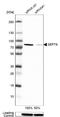 Septin-9 antibody, NBP2-13294, Novus Biologicals, Western Blot image 