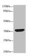 HSJ1 antibody, CSB-PA007008HA01HU, Cusabio, Western Blot image 