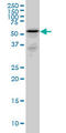 Ammonium transporter Rh type C antibody, LS-C105144, Lifespan Biosciences, Western Blot image 