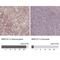 Mitochondrial Ribosomal Protein L57 antibody, NBP1-90898, Novus Biologicals, Immunohistochemistry paraffin image 