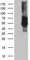 V-Set Immunoregulatory Receptor antibody, TA812262, Origene, Western Blot image 