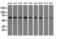 Sorting nexin-9 antibody, M03796-1, Boster Biological Technology, Western Blot image 