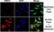 5-Methyl Cytosine antibody, MA5-24694, Invitrogen Antibodies, Immunocytochemistry image 