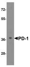 hPD-1 antibody, TA355052, Origene, Western Blot image 