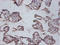 Interleukin 12B antibody, A54021-100, Epigentek, Immunohistochemistry paraffin image 