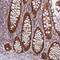 Zinc finger protein 639 antibody, NBP2-47571, Novus Biologicals, Immunohistochemistry frozen image 