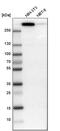 Filamin B antibody, PA5-52098, Invitrogen Antibodies, Western Blot image 