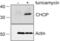 DNA Damage Inducible Transcript 3 antibody, GTX11419, GeneTex, Western Blot image 