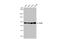 X-Ray Repair Cross Complementing 5 antibody, GTX70274, GeneTex, Western Blot image 