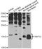 Fatty Acid Binding Protein 12 antibody, LS-C747714, Lifespan Biosciences, Western Blot image 