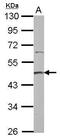 Protein arginine N-methyltransferase 2 antibody, PA5-34690, Invitrogen Antibodies, Western Blot image 