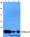 Cytochrome C Oxidase Subunit 6B2 antibody, A15736, Boster Biological Technology, Western Blot image 