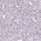 Family With Sequence Similarity 9 Member A antibody, HPA056076, Atlas Antibodies, Immunohistochemistry paraffin image 
