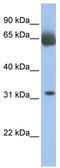 Chromosome 11 Open Reading Frame 54 antibody, TA346126, Origene, Western Blot image 