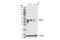 NK6 Homeobox 1 antibody, 54551S, Cell Signaling Technology, Western Blot image 