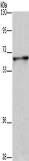 Dihydropyrimidinase Like 3 antibody, CSB-PA780265, Cusabio, Western Blot image 