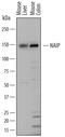 Baculoviral IAP repeat-containing protein 1a antibody, AF7608, R&D Systems, Western Blot image 