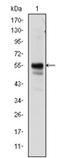 Aml1 antibody, AM06583SU-N, Origene, Western Blot image 