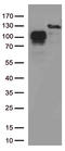 CD34 antibody, TA804414S, Origene, Western Blot image 