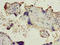SLC6A6 antibody, A63454-100, Epigentek, Immunohistochemistry paraffin image 