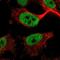 Zinc Finger And BTB Domain Containing 21 antibody, HPA024655, Atlas Antibodies, Immunofluorescence image 