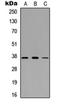 Growth Factor Independent 1B Transcriptional Repressor antibody, orb234984, Biorbyt, Western Blot image 