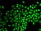 Ubiquitin Specific Peptidase 7 antibody, LS-C748609, Lifespan Biosciences, Immunofluorescence image 