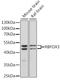 RNA Binding Fox-1 Homolog 3 antibody, LS-C335111, Lifespan Biosciences, Western Blot image 