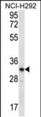 Olfactory Receptor Family 51 Subfamily L Member 1 antibody, PA5-48351, Invitrogen Antibodies, Western Blot image 
