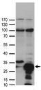 Heat Shock Protein Family B (Small) Member 1 antibody, TA890054, Origene, Western Blot image 