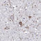 Calcitonin Receptor antibody, HPA061428, Atlas Antibodies, Immunohistochemistry paraffin image 