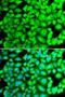 Regenerating Family Member 3 Alpha antibody, LS-C331896, Lifespan Biosciences, Immunofluorescence image 