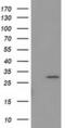 Bridging Integrator 3 antibody, MA5-25302, Invitrogen Antibodies, Western Blot image 