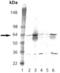 Polo Like Kinase 1 antibody, ADI-KAM-CC105-D, Enzo Life Sciences, Western Blot image 